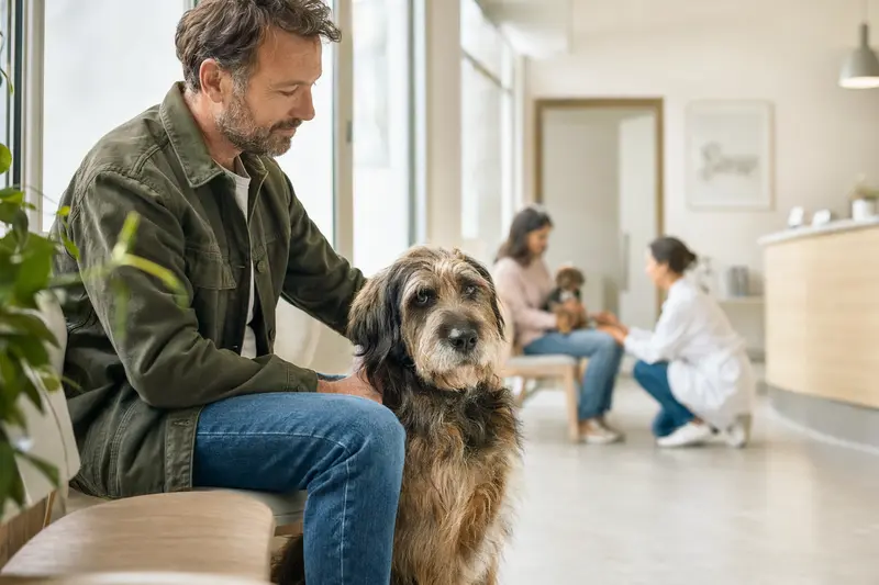 Ein Cão da Serra de Aires sitzt ruhig neben seinem Besitzer im hellen Wartezimmer einer modernen Tierarztpraxis.